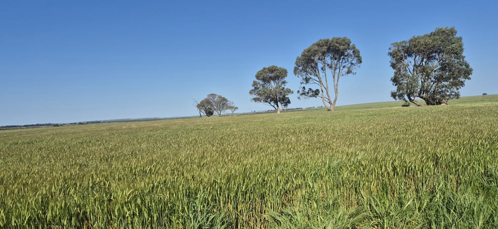 Click to view all images Ratio Downs, Degrussa Road Gibson WA 6448 - Image 2
