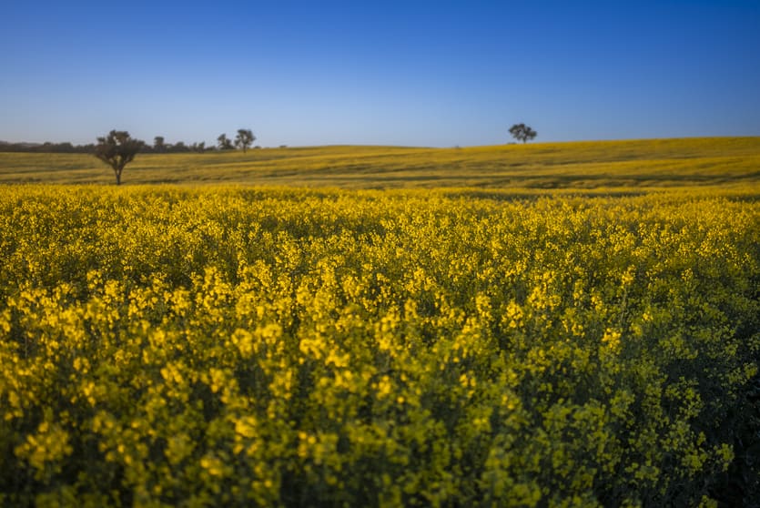 Click to view all images 91 Kenny's Lane Lyndhurst NSW 2350 - Image 3
