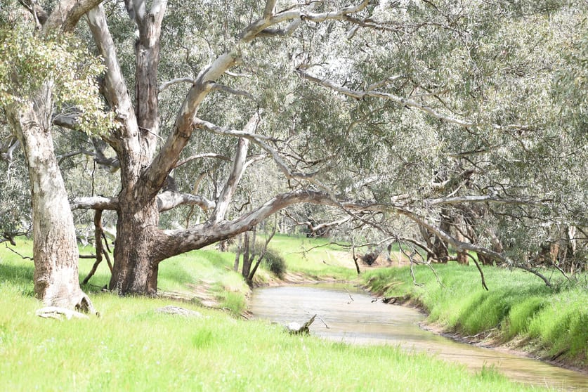 Click to view all images 3937 West Wyalong Condobolin Road Girral NSW 2669 - Image 2