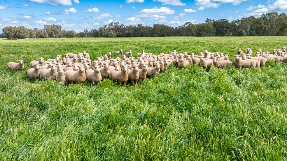 'Nillimbek'/165 Taylors Road Culcairn NSW 2660 - Image 3