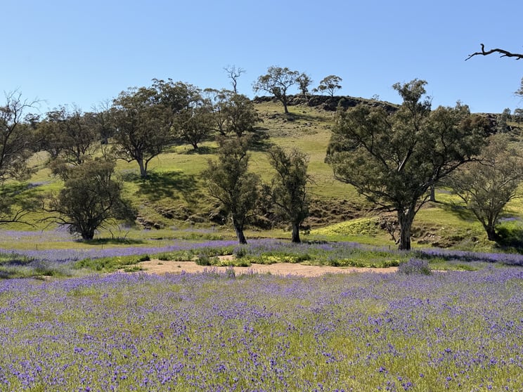 Click to view all images Lot 96 Horrocks Highway Wilmington SA 5485 - Image 2