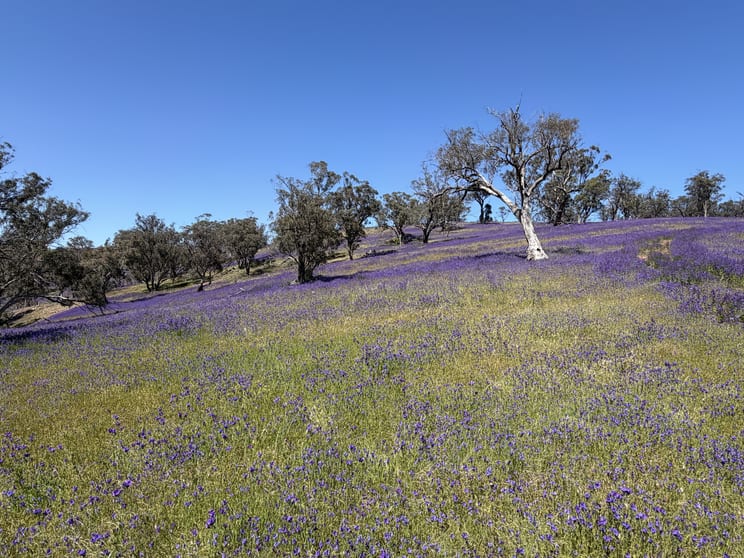 Click to view all images Lot 96 Horrocks Highway Wilmington SA 5485 - Image 3