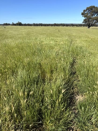 Click to view all images 63 Coonooer Gowar Road Coonooer Bridge VIC 3477 - Image 2