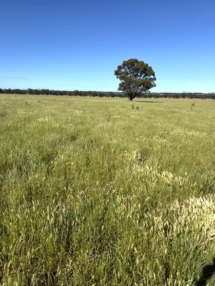 Click to view all images 63 Coonooer Gowar Road Coonooer Bridge VIC 3477 - Image 3
