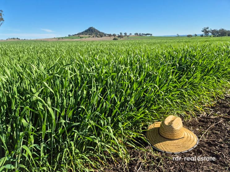 Click to view all images 2335 Glenesk Road Delungra NSW 2403 - Image 3