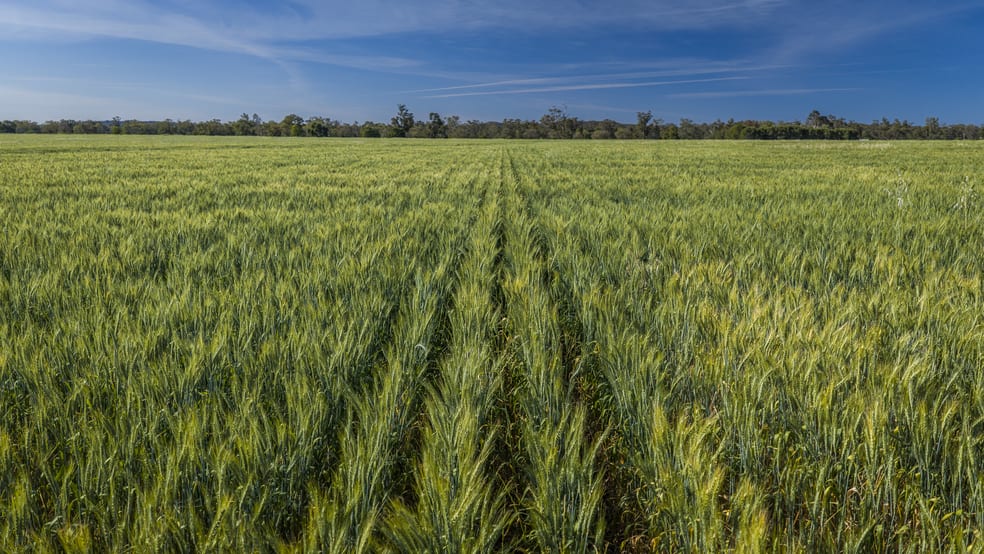 440 Gundong Road Tomingley NSW 2869 - Image 1