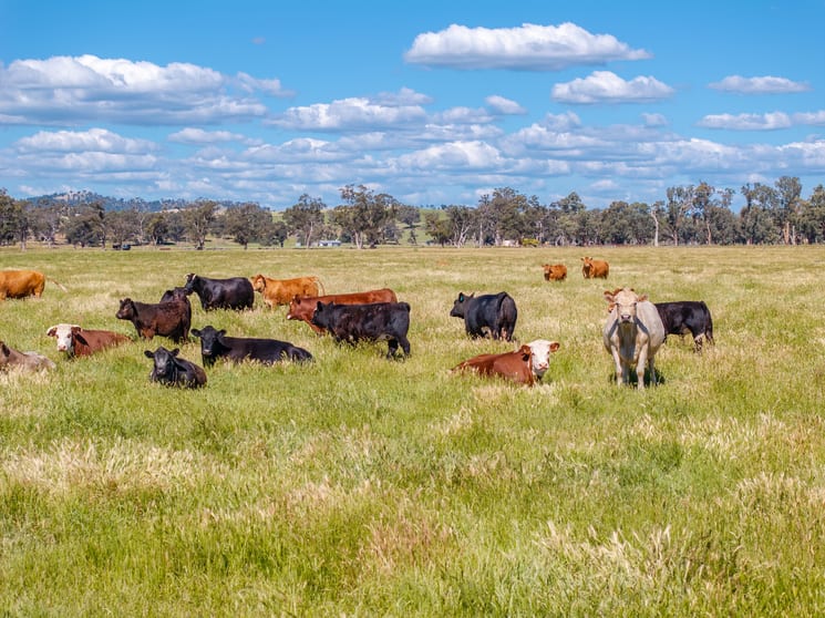 Click to view all images 73 Pattersons Road Wagga Wagga NSW 2650 - Image 2