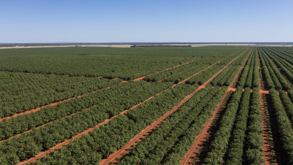 Click to view all images Square Well Lane Hillston NSW 2675 - Image 3
