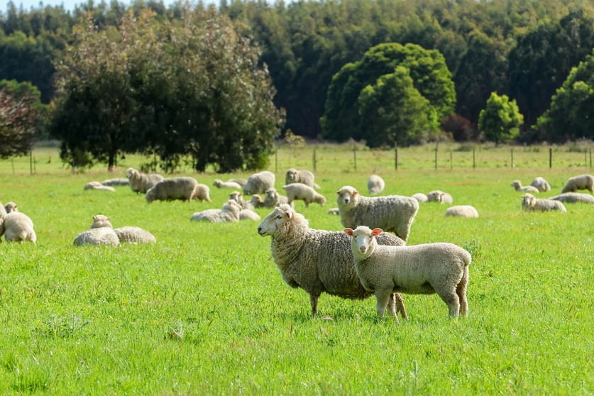 183 Peters Road Tyrendarra VIC 3285 - Image 1
