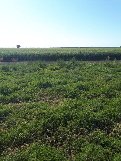 4355 Newell Highway Wirrinya NSW 2871 - Image 1