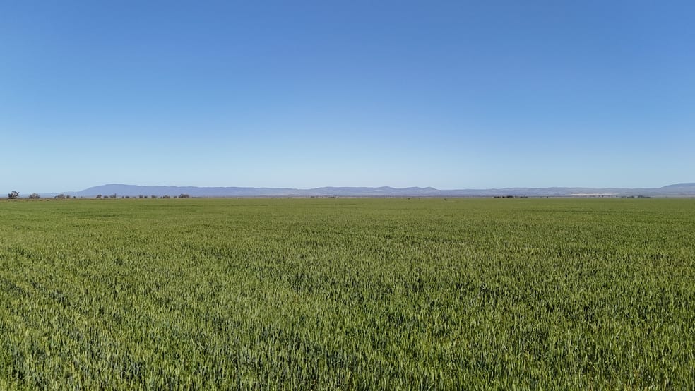 'Forbes's' Wilmington Road Hammond SA 5431 - Image 1