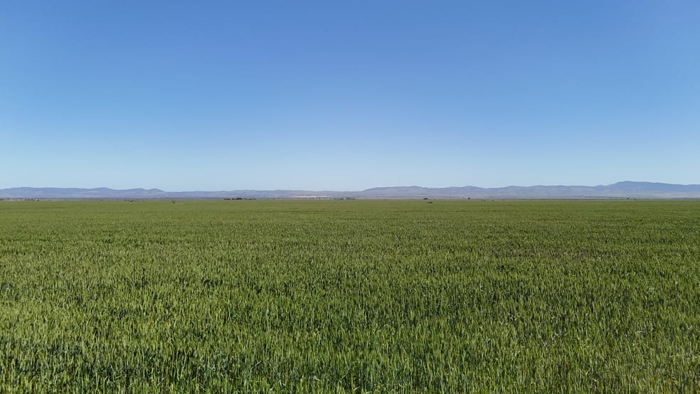 'Forbes's' Wilmington Road Hammond SA 5431 - Image 2
