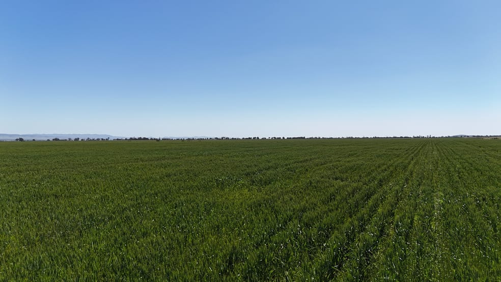'Forbes's' Wilmington Road Hammond SA 5431 - Image 3