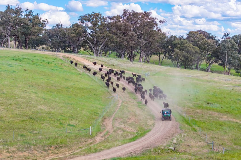 Click to view all images 229 Wallaces Lane Panuara NSW 2800 - Image 3