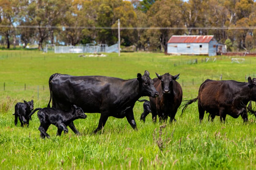 2016 Bigga Road, Bigga Crookwell NSW 2583 - Image 3