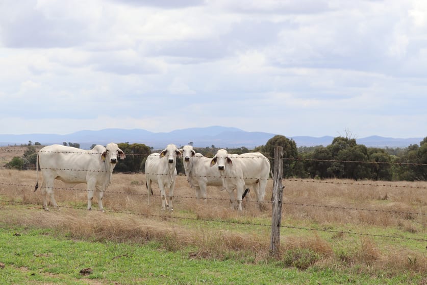 Click to view all images "Penlyn Hills" 811 Lowries Road Kokotungo QLD 4702 - Image 1