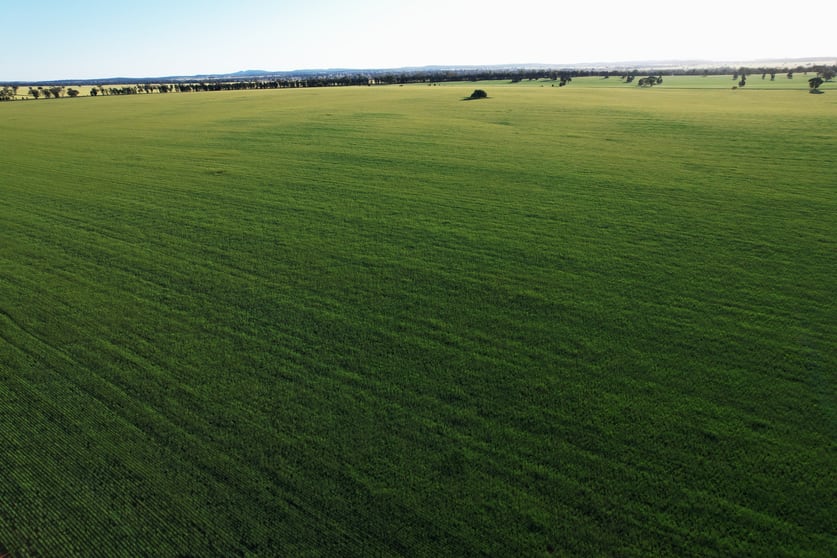 Click to view all images 3896 Albert Road Condobolin NSW 2877 - Image 3