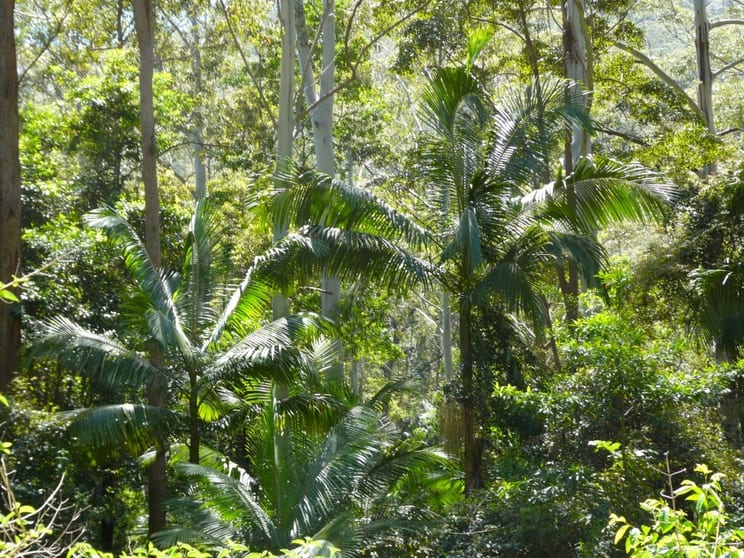 Lot 7/422 Main Creek Road Kyogle NSW 2474 - Image 3