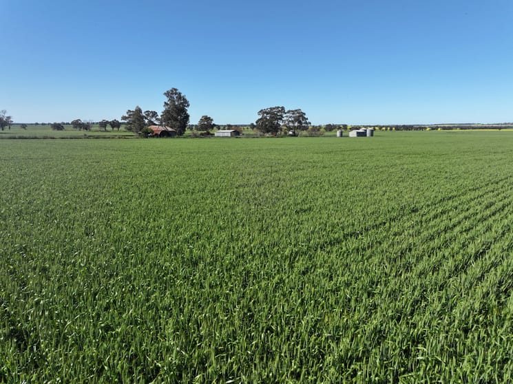 Click to view all images 759 Lesterfield Lane Coolamon NSW 2701 - Image 2