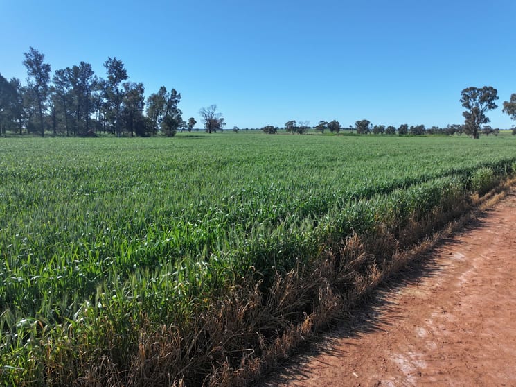 Click to view all images 759 Lesterfield Lane Coolamon NSW 2701 - Image 3