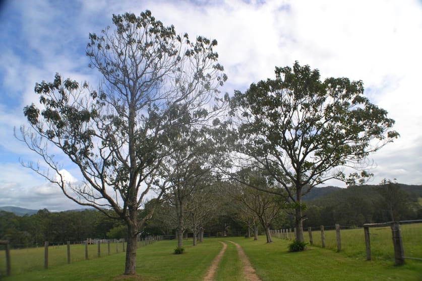 Click to view all images 426 Bril Bril Road Rollands Plains NSW 2441 - Image 2