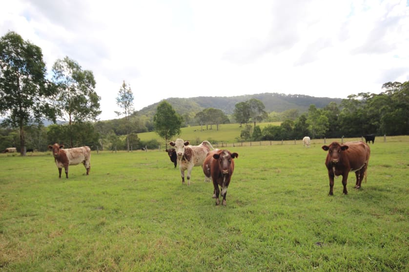 Click to view all images 58 Jones Road Byabarra NSW 2446 - Image 3