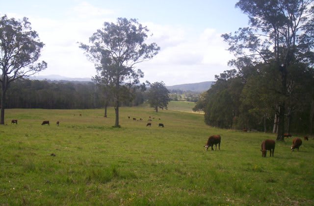 Click to view all images Lot 59 Fletchers Road Rollands Plains NSW 2441 - Image 3