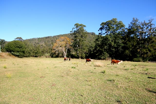 Click to view all images 538 Kindee Road Kindee NSW 2446 - Image 3