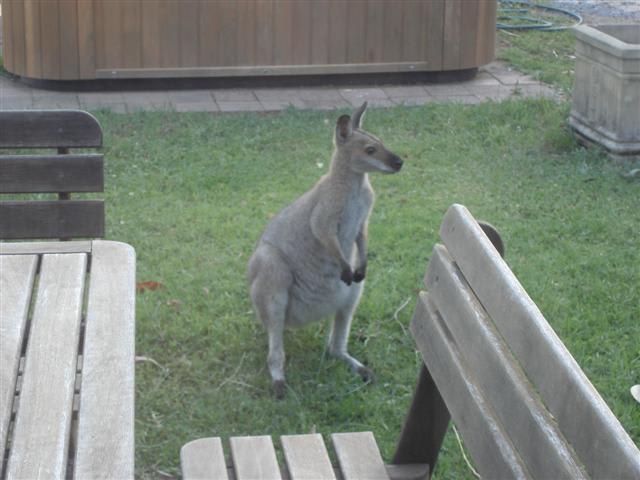 Wauchope NSW 2446 - Image 3