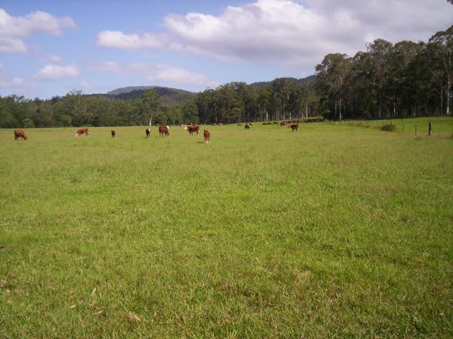 Click to view all images Lot 59 Fletchers Road Rollands Plains NSW 2441 - Image 2