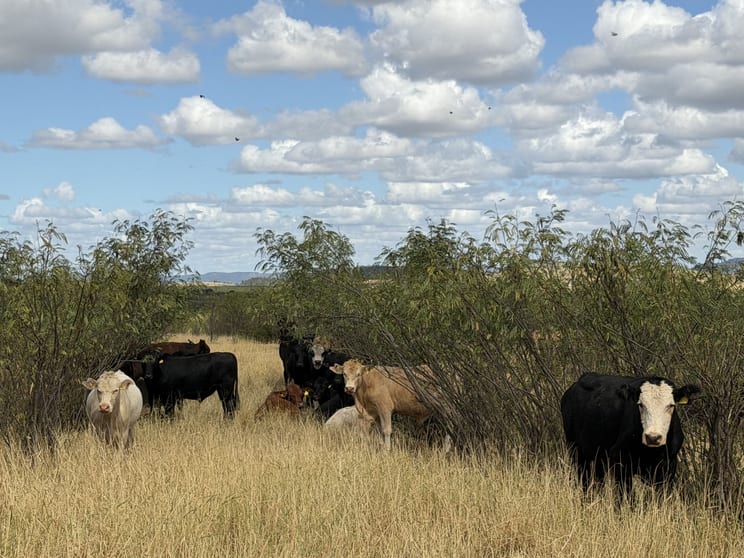 Rural / Farming commercial property for sale at 12605 Eidsvold Theodore Road Camboon QLD 4719