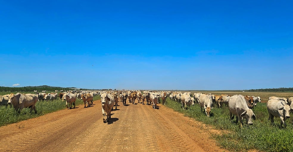 Rural / Farming commercial property for sale at 0 Blackbull Station Douglas-daly NT 0822