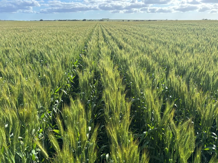 Rural / Farming commercial property for sale at 1741 Bunney Road Arrowsmith WA 6525 Rural / Farming commercial property for sale at 1741 Bunney Road Arrowsmith WA 6525