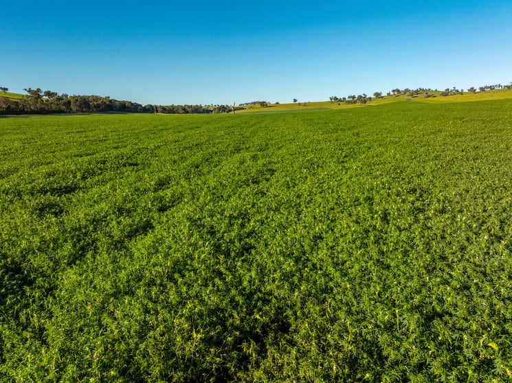 Rural / Farming commercial property for sale at 460 Wokolena Road Wagga Wagga NSW 2650 Rural / Farming commercial property for sale at 460 Wokolena Road Wagga Wagga NSW 2650
