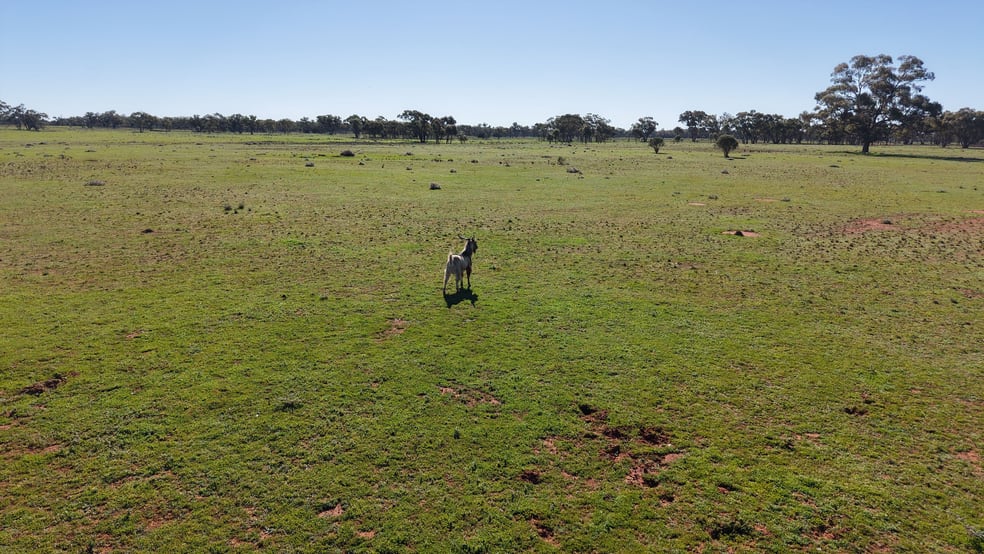 Rural / Farming commercial property for sale at Nimagee Station, 369 Nymagee Station Road Nymagee NSW 2831