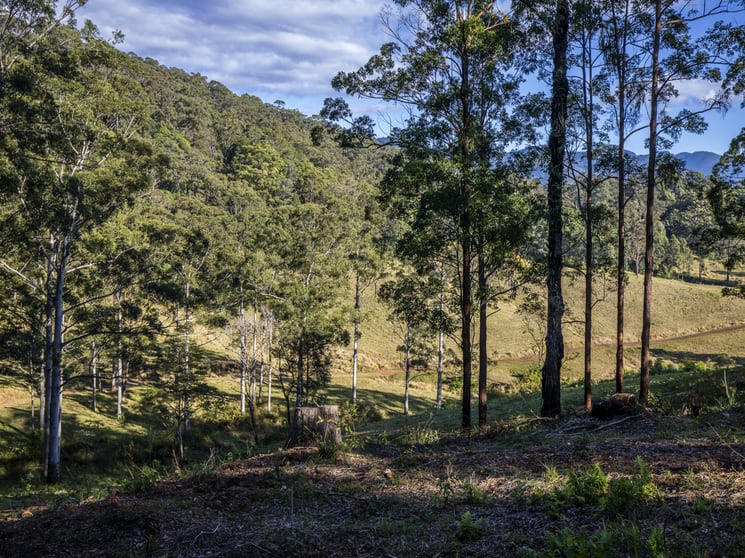 Rural / Farming commercial property for sale at 113-124 Boormans Rd Tyalgum NSW 2484