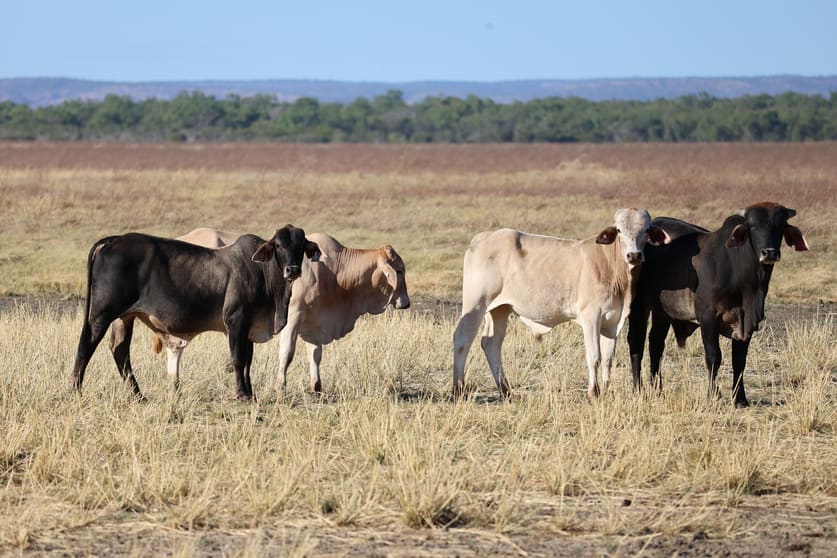 Rural / Farming commercial property for sale at Legune Street Baines NT 0852