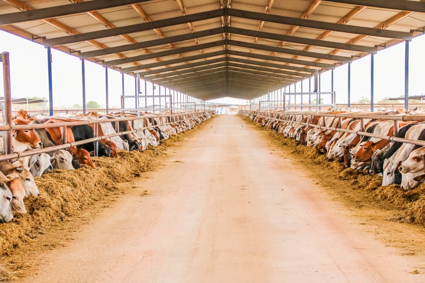 Rural / Farming commercial property for sale at 3865 Stuart Highway Birdum NT 0852