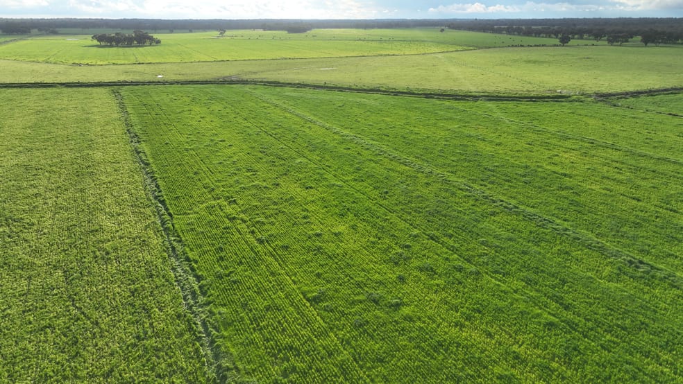 Rural / Farming commercial property for sale at Cobwell Station Sandy Bridge Road Barham NSW 2732 Rural / Farming commercial property for sale at Cobwell Station Sandy Bridge Road Barham NSW 2732