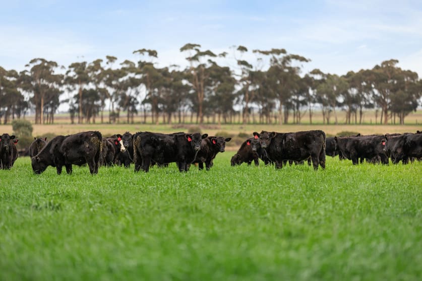 Rural / Farming commercial property for sale at Mortlake-Ararat Road Mortlake VIC 3272 Rural / Farming commercial property for sale at Mortlake-Ararat Road Mortlake VIC 3272