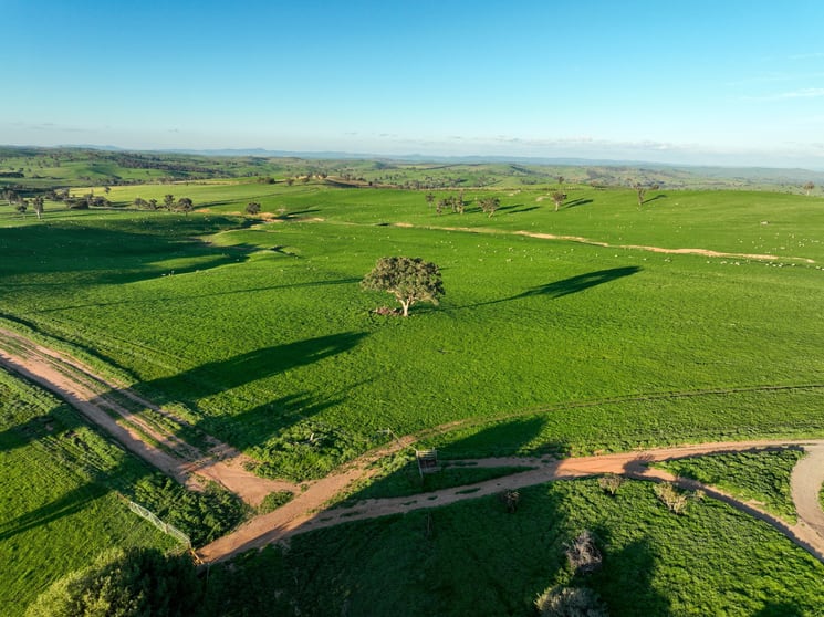 Rural / Farming commercial property for sale at 780 Pattersons Road Wagga Wagga NSW 2650 Rural / Farming commercial property for sale at 780 Pattersons Road Wagga Wagga NSW 2650