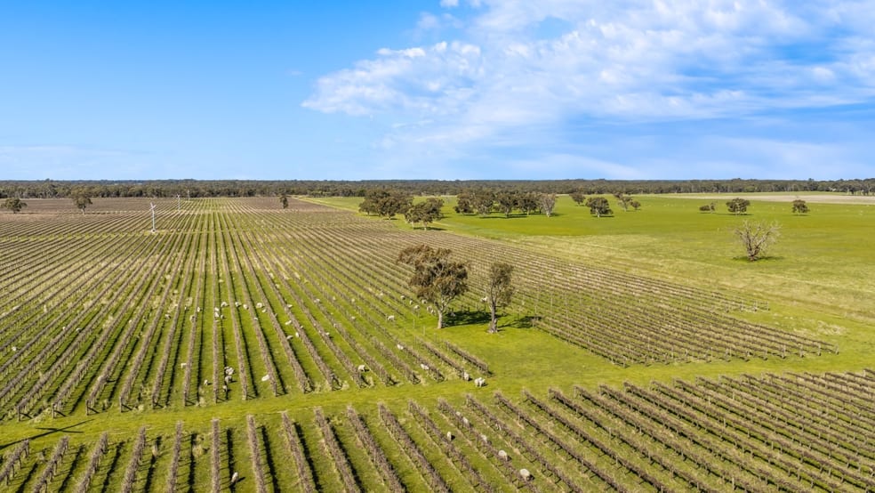 Rural / Farming commercial property for sale at Davis Road Coonawarra SA 5263 Rural / Farming commercial property for sale at Davis Road Coonawarra SA 5263