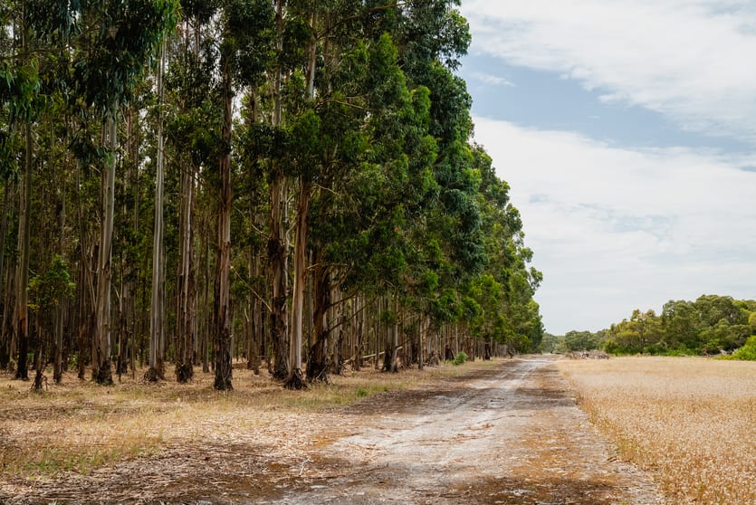Rural / Farming commercial property for sale at 1392 Diagonal Road Coles SA 5272