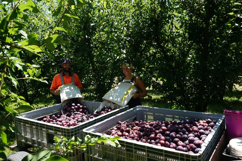 Rural / Farming commercial property for sale at 831 Stanthorpe-Inglewood Road Pikedale QLD 4380