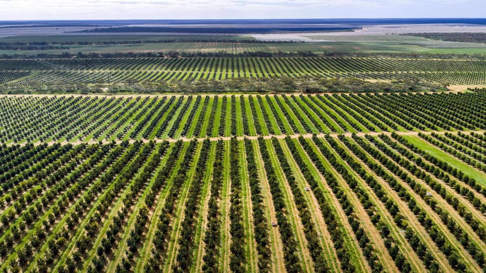 Rural / Farming commercial property for sale at 85 Golledge Road Monash SA 5342