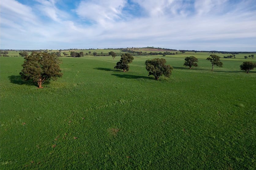 Rural / Farming commercial property for sale at Cootamundra NSW 2590 Rural / Farming commercial property for sale at Cootamundra NSW 2590