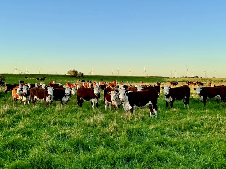 Rural / Farming commercial property for sale at 1037 Darlington-Nerrin Road Dundonnell VIC 3271 Rural / Farming commercial property for sale at 1037 Darlington-Nerrin Road Dundonnell VIC 3271