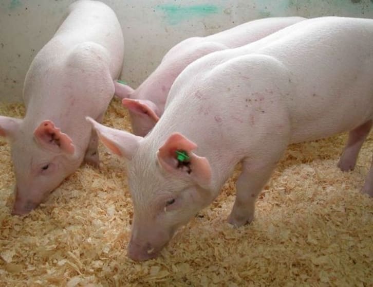 Piggery Business & Freehold in Riverina - Ref: 17138 Piggery Business & Freehold in Riverina - Ref: 17138