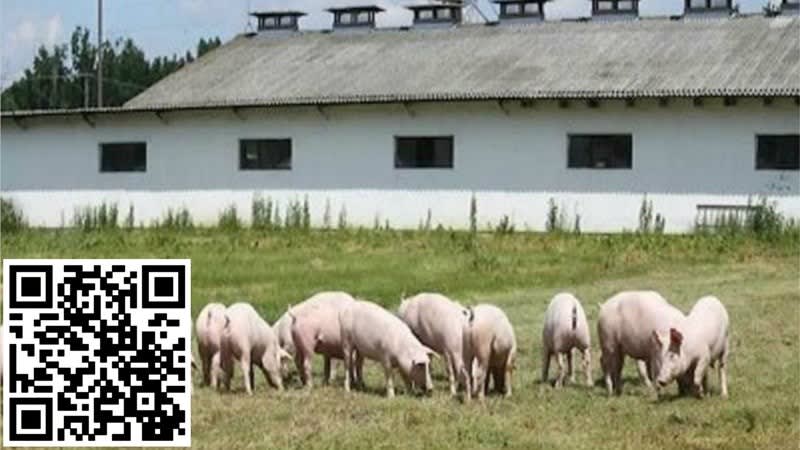 Piggery Business & Freehold in Riverina - Ref: 17138 Piggery Business & Freehold in Riverina - Ref: 17138