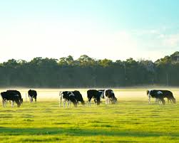 Cattle farm for sale PCB-c0037 Cattle farm for sale PCB-c0037